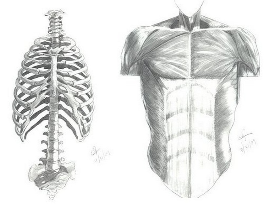 Human Torso Bones And Muscle Disegnidrawingsme